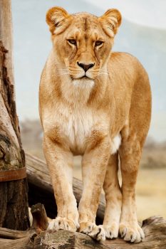 lion-17337_1280 lion-17337_1280
